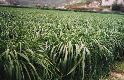 喷播物资-黑麦-冬牧70