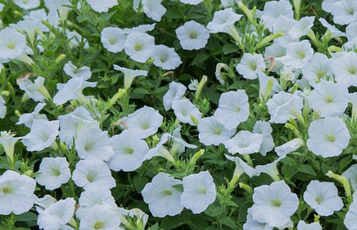 喷播物料-白三叶