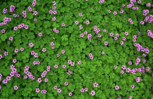 喷播物料-红三叶种子