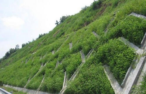 喷播物资-百喜草种子