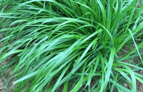 喷播物料-多年生黑麦草种子