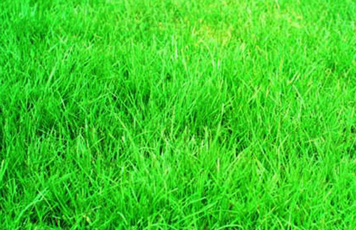 喷播物料-高羊茅种子