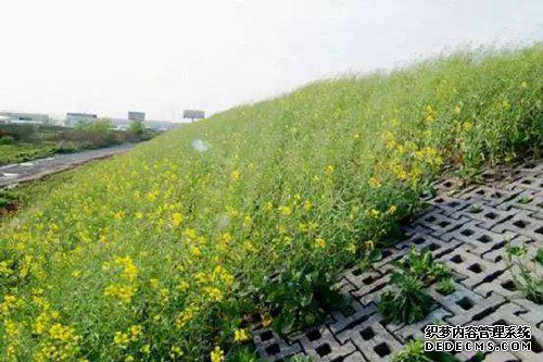 土工格室植草护坡